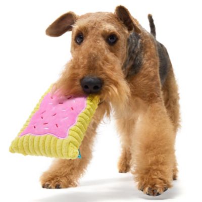 Image showing  Toaster Poodle