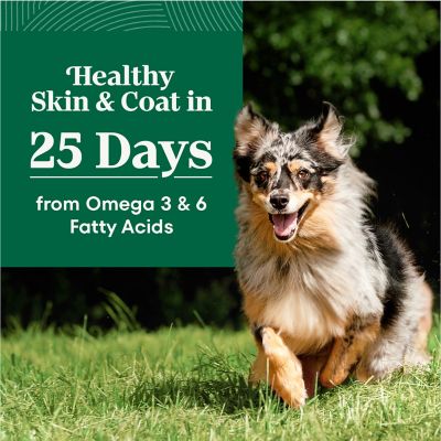 Image showing  Senior Chicken and Brown Rice Recipe Dry Dog Food