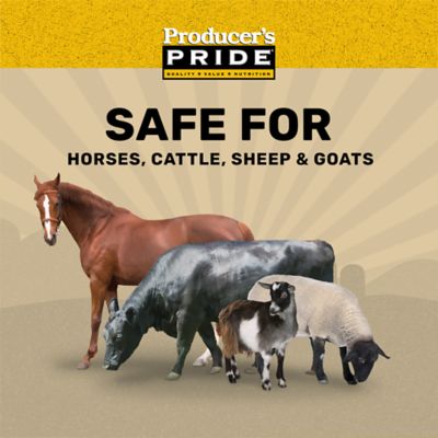 Image showing  Sweet Cob Horse Feed, 50 lb. Bag