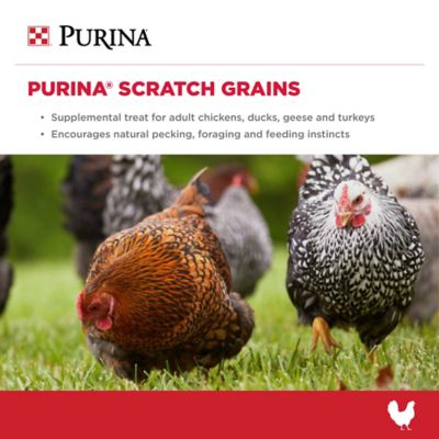 Image showing  Scratch Grains Premium Poultry Grains