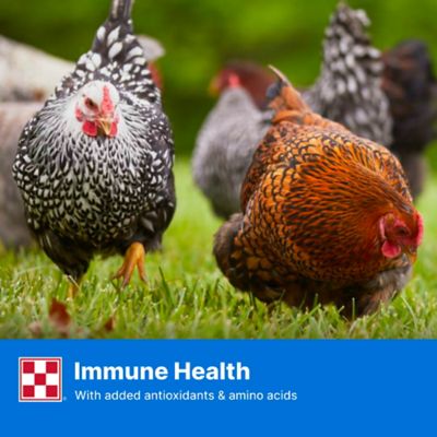 Image showing 5 th Purina Layena Layer Pelleted Chicken Feed