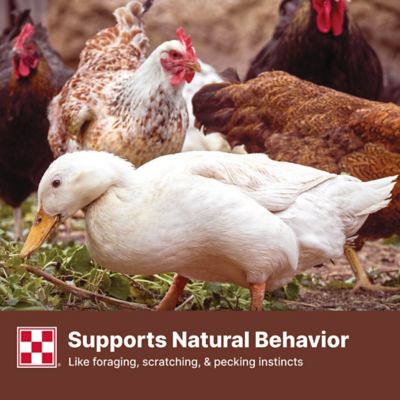 Image showing  Scratch Grains Premium Poultry Grains