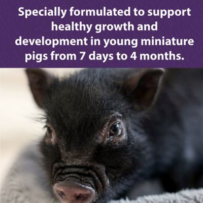 Image showing  Youth Pelleted Mini Pig Feed, 25 lb. Bag
