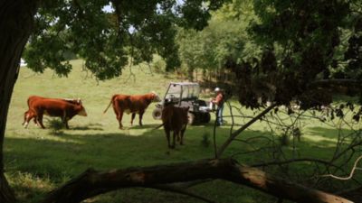 Image showing  Stocker Grower Pelleted Cattle Feed, 50 lb. Bag