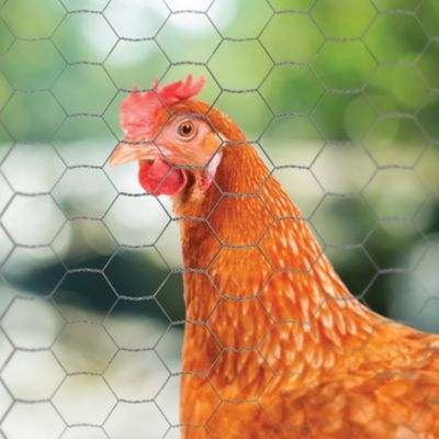 Image showing  2 in. Mesh 25 ft. x 2 ft. 20-Gauge Poultry Netting