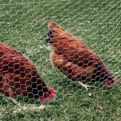 Image showing  2 in. Mesh x 5 ft. x 50 ft. Galvanized Poultry Netting