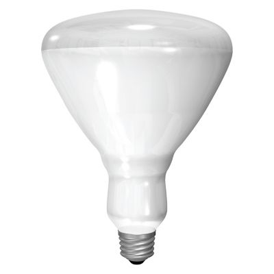 Image showing  250W R40 Clear Heat Lamp Incandescent Light Bulb