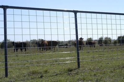 Image showing 16 ft. x 50 in. Max 50 Feedlot 10-Line Galvanized Cattle Fence Panel