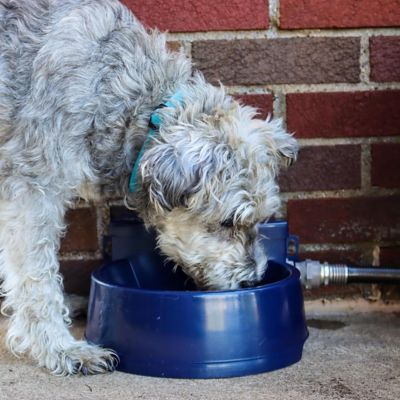 Image showing  6-Cup Auto-Wata Automatic Plastic Pet Waterer