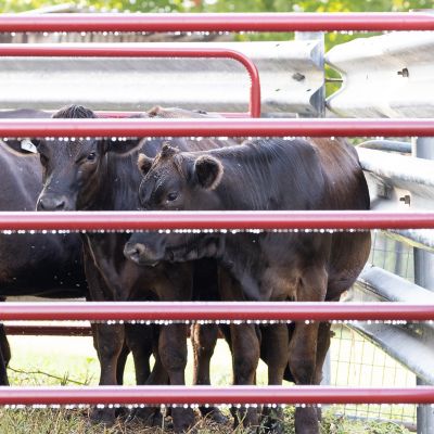 Image showing  14 ft. x 52 in. 6-Bar Heavy-Duty Tube Farm Gate, Red
