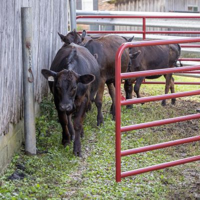Image showing  16 ft. x 52 in. 6-Bar Heavy-Duty Tube Farm Gate, 2 in. Tube, Red