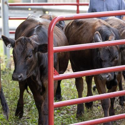 Image showing  6 ft. x 52 in. 6-Bar Heavy-Duty Tube Gate, 2 in. Tube, Red