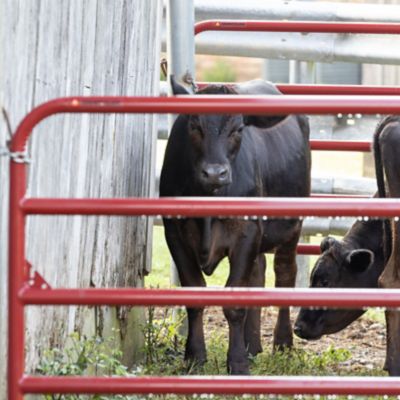 Image showing  8 ft. x 52 in. 6-Bar Heavy-Duty Tube Gate, 2 in. Tube, Red