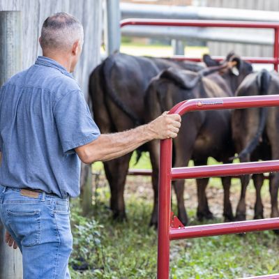 Image showing  20 ft. x 52 in. Heavy-Duty Tube Gate, Red