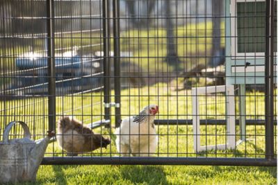 Image showing  6 ft. x 2 in. x 10 ft. Double Door Welded Wire Dog Kennel