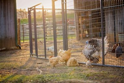 Image showing  6 ft. x 10 ft. Gray Heavy-Duty Dog Kennel Front Panel