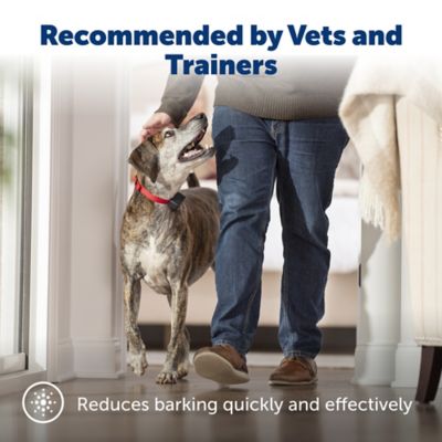 Image showing  Basic Bark Control Collar for Dogs 8 lb. and Up