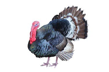 image of a Turkeys