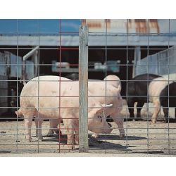 16 ft. Hog Feedlot Panel