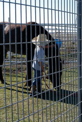 Image showing 5 ft. x 16 ft. Horse Fence Panel