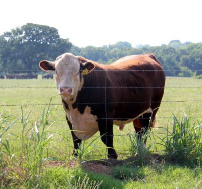Image showing 1,320 ft. 12.5-Gauge Premium 4-Point Class 1 Barbed Wire