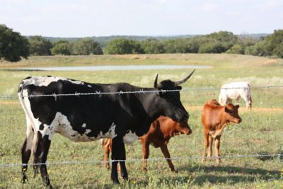 Image showing  1,320 ft. 15.5 ga. 4-Point Gaucho High-Tensile Barbed Wire