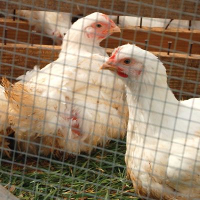 Image showing YARDGARD 25 ft. x 2 ft. x 1 in. x 2 in. Mesh 14-Gauge Cage Wire Fence