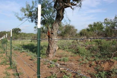 Image showing  1,320 ft. 15.5 ga. 2-Point Gaucho High-Tensile Barbed Wire