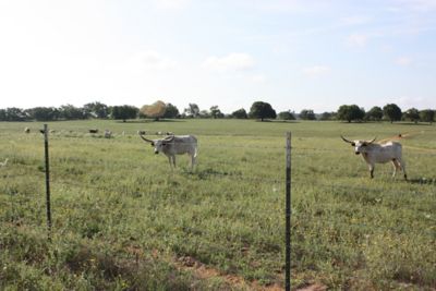 Image showing  1,320 ft. 15.5 ga. 2-Point Gaucho High-Tensile Barbed Wire