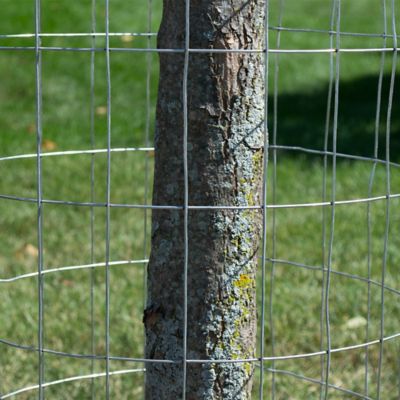 how to keep dog from chewing fence chicken wire