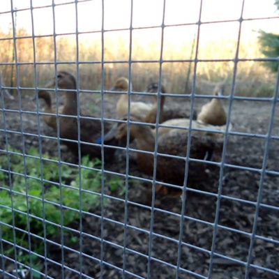 Image showing  1/4 in. Mesh 23-Gauge Mesh Hardware Cloth, 2 ft. x 5 ft.