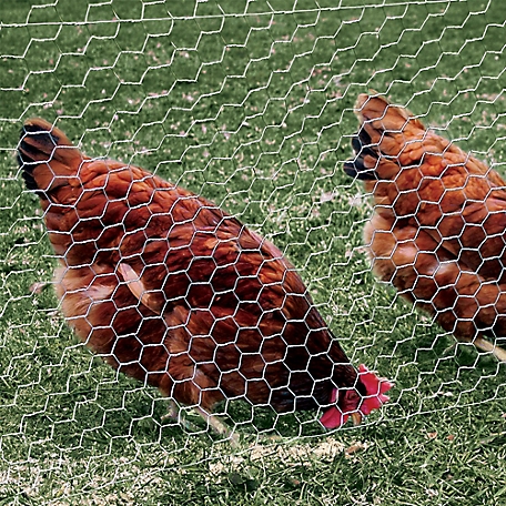 MTB Supply MTB 20ga Galvanized Hexagonal Poultry Netting Chicken Wire 36 Inches x 50 Feet x 1 inch Mesh, Rust
