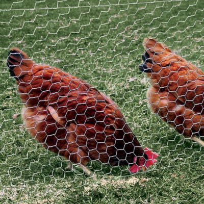 50' x 25' Poultry Netting Quail Net Chicken Nets Multi-nylon Game Bird 2" Hole 