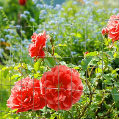 Image showing  10 ft. x 30 in. Welded Wire Fence