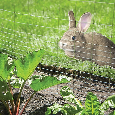 Buy Fencer Wire Rabbit Guard Fence, 16 Gauge Galvanized Welded