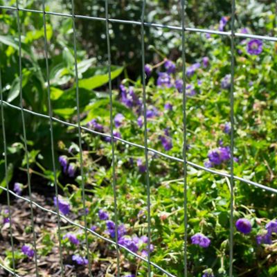 Image showing  25 ft. x 3 ft. 1 in. x 2 in. Mesh 16-Gauge Galvanized Cage Wire