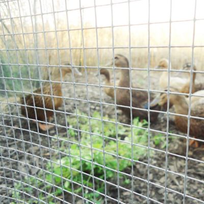 Image showing  15 ft. x 24 in. 16-Gauge Welded Wire Fence with 1 in. x 1 in. Mesh