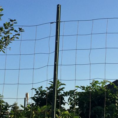 Image showing 3 ft. Light-Duty Fence Post