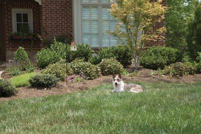 Image showing 7 th PetSafe 1/4-Acre Operating Range Outdoor Bark Control Device for All Dog Breeds