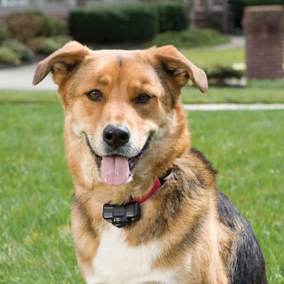 Image showing 7 th PetSafe Ultralight Receiver Dog Collar