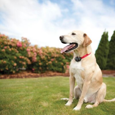 Image showing 9 th PetSafe Ultralight Receiver Dog Collar