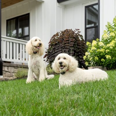 Image showing 9 th PetSafe 1/2-Acre Wireless Fence Pet Containment System