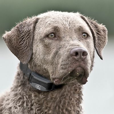 Image showing 7 th SportDOG 500 yd. FieldTrainer SD 425 X-Series Remote Dog Training Collar