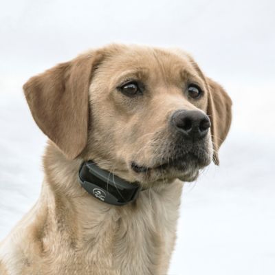 Image showing  500 yd. FieldTrainer Remote Dog Training Collar