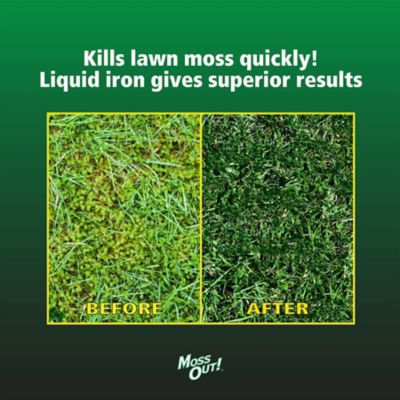 Image showing  1 gal. Moss Out! for Lawns