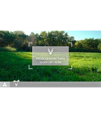 Image showing  Forage Oats Deer Food Plot Seed, 50 lb.