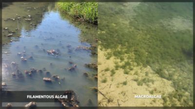 Image showing  Applied Biochemists SePRO Cutrine-Plus Granular Algaecide Pond Treatment, 12 lb.