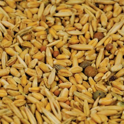 Image showing  Forage Feast Deer Food Plot Seed, 40 lb.