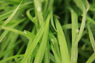 Image showing  50 lb. 1,750 sq. ft. Gulf Annual Ryegrass Grass Seed