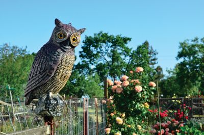 Image showing  16.5 in. Owl Decoy